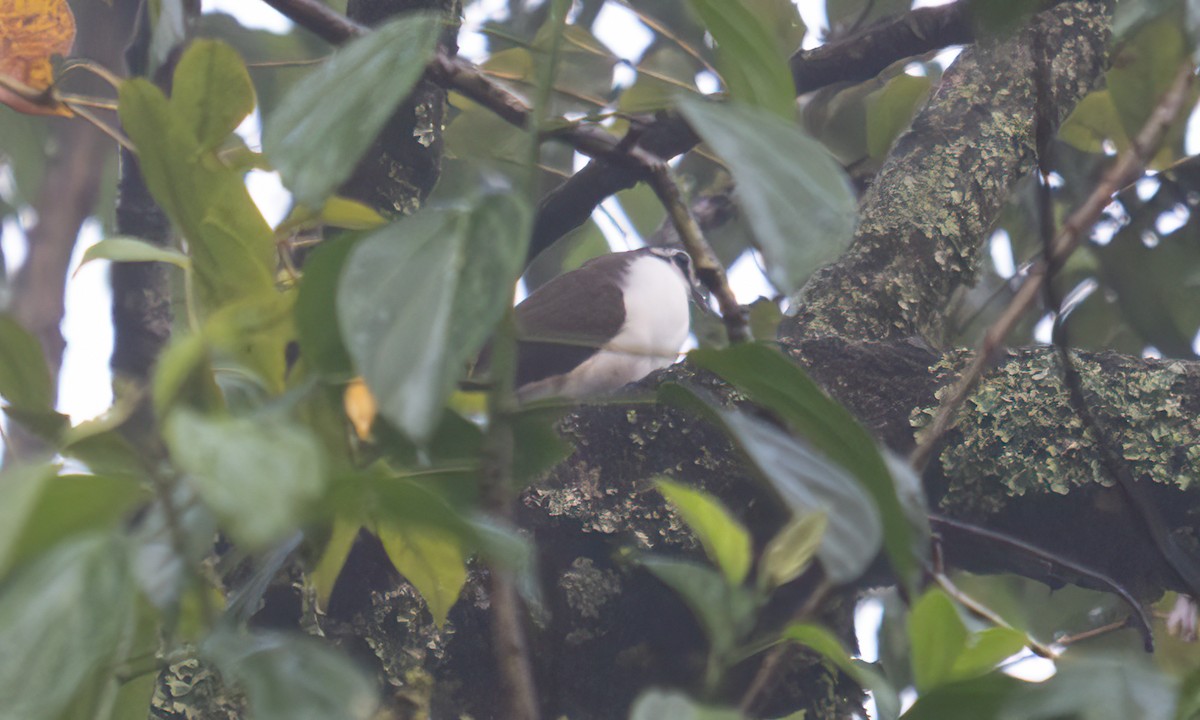 Tambourine Dove - ML644123806