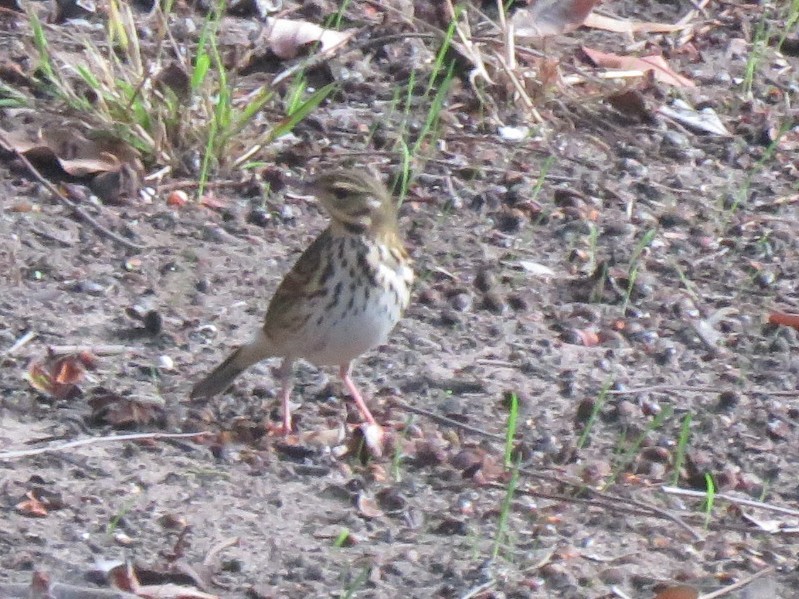 Olive-backed Pipit - ML644123823