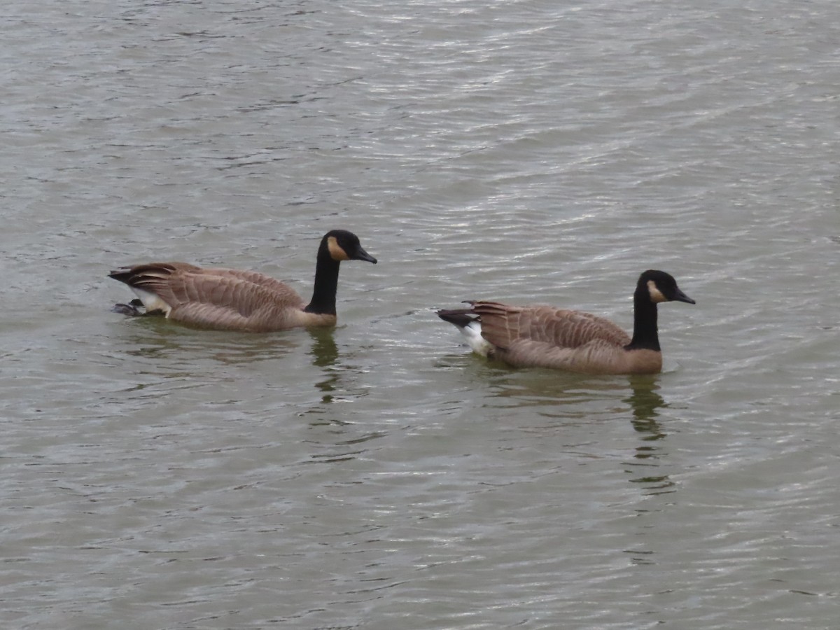 Canada Goose - ML644123824
