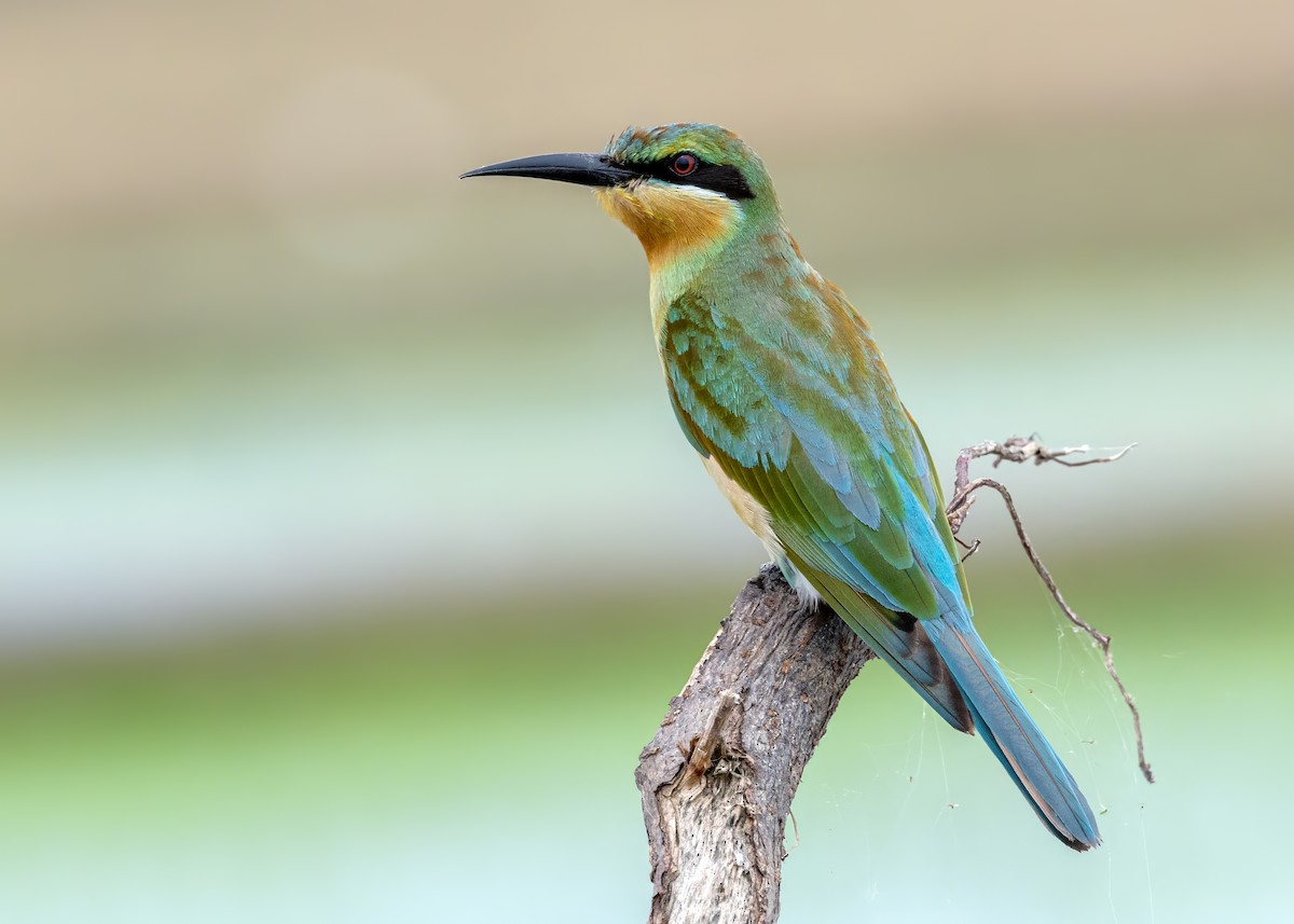 Blue-tailed Bee-eater - ML644123834