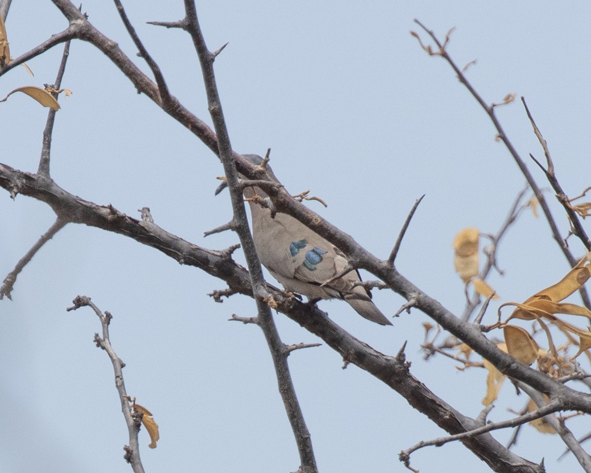 Emerald-spotted Wood-Dove - ML644123872