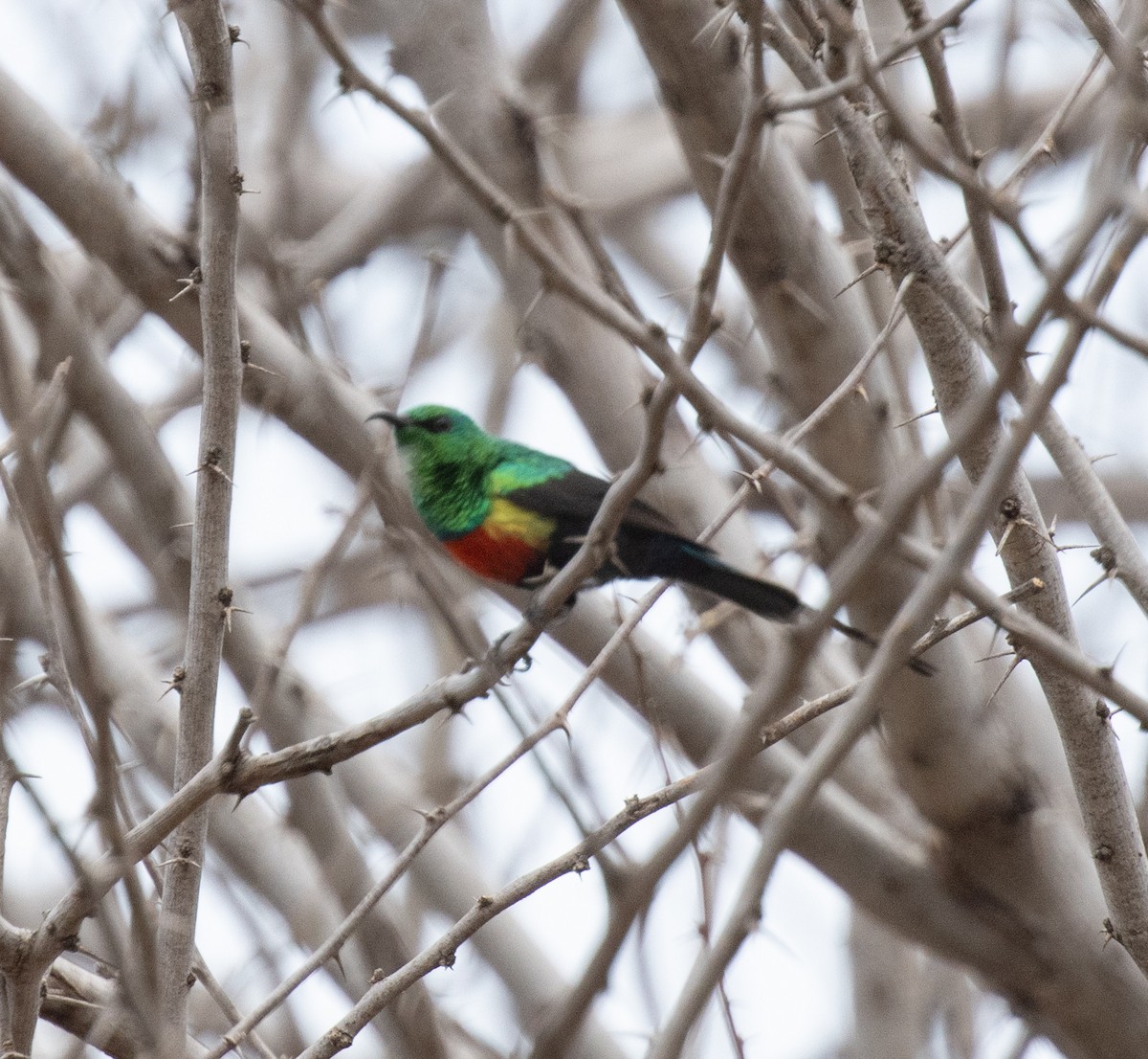 Gorgeous Sunbird - ML644123873