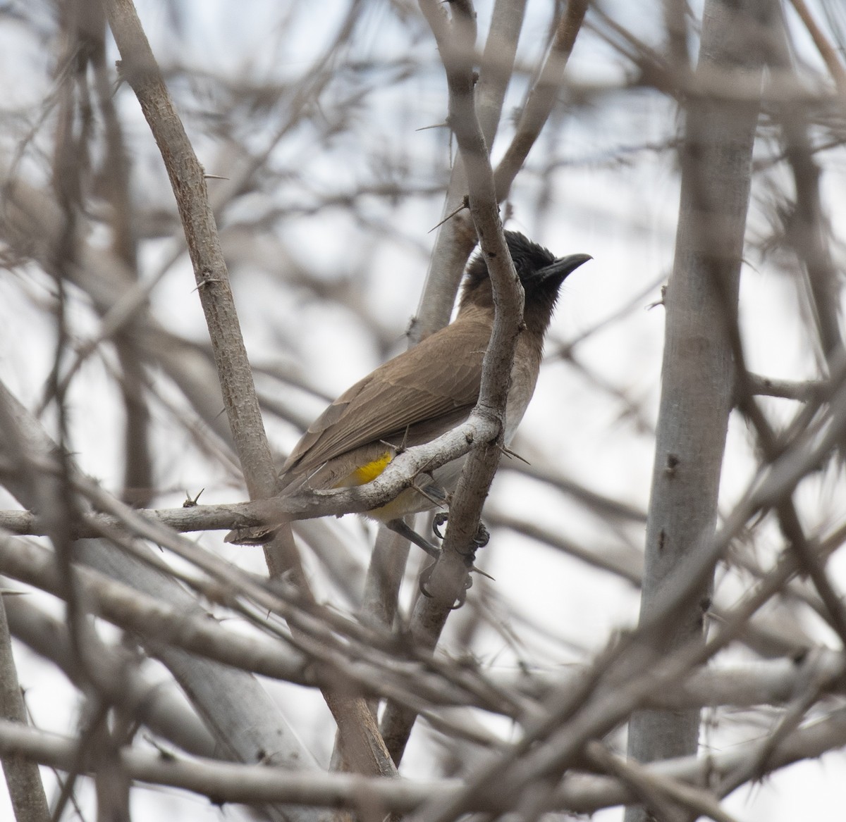 Common Bulbul - ML644123876
