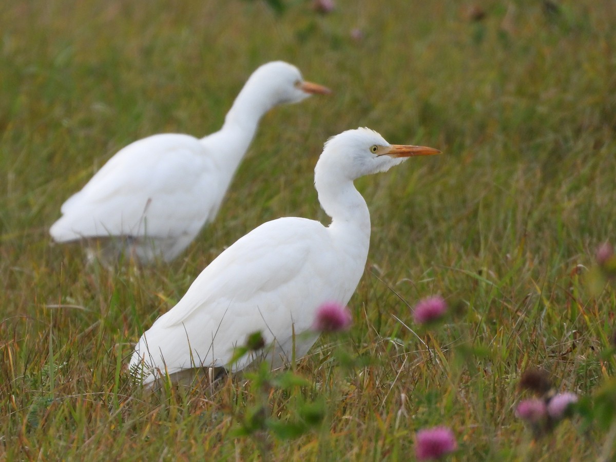 ニシアマサギ - ML644123877