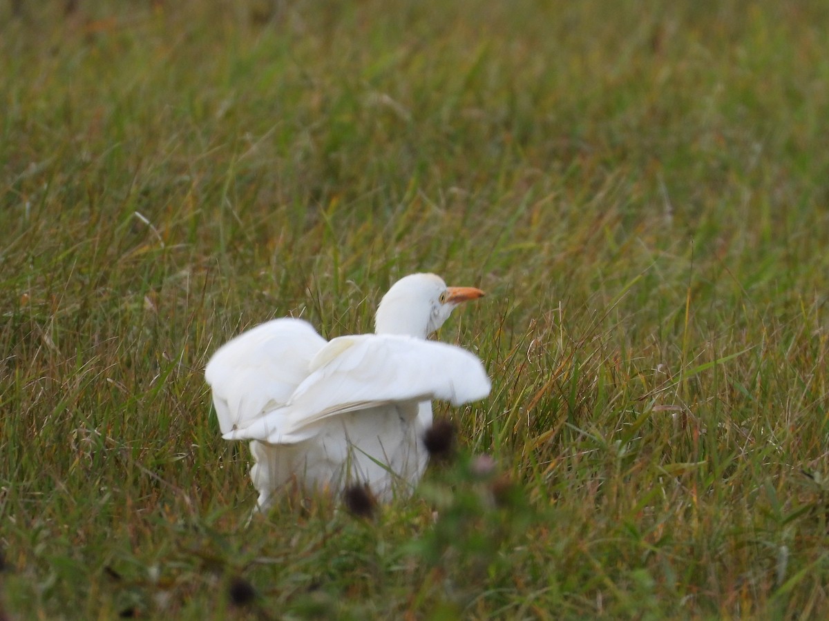 ニシアマサギ - ML644123880
