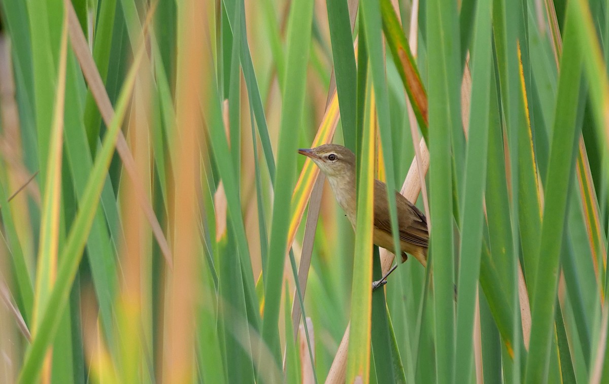 Дорнын охил бялзуухай - ML644123884