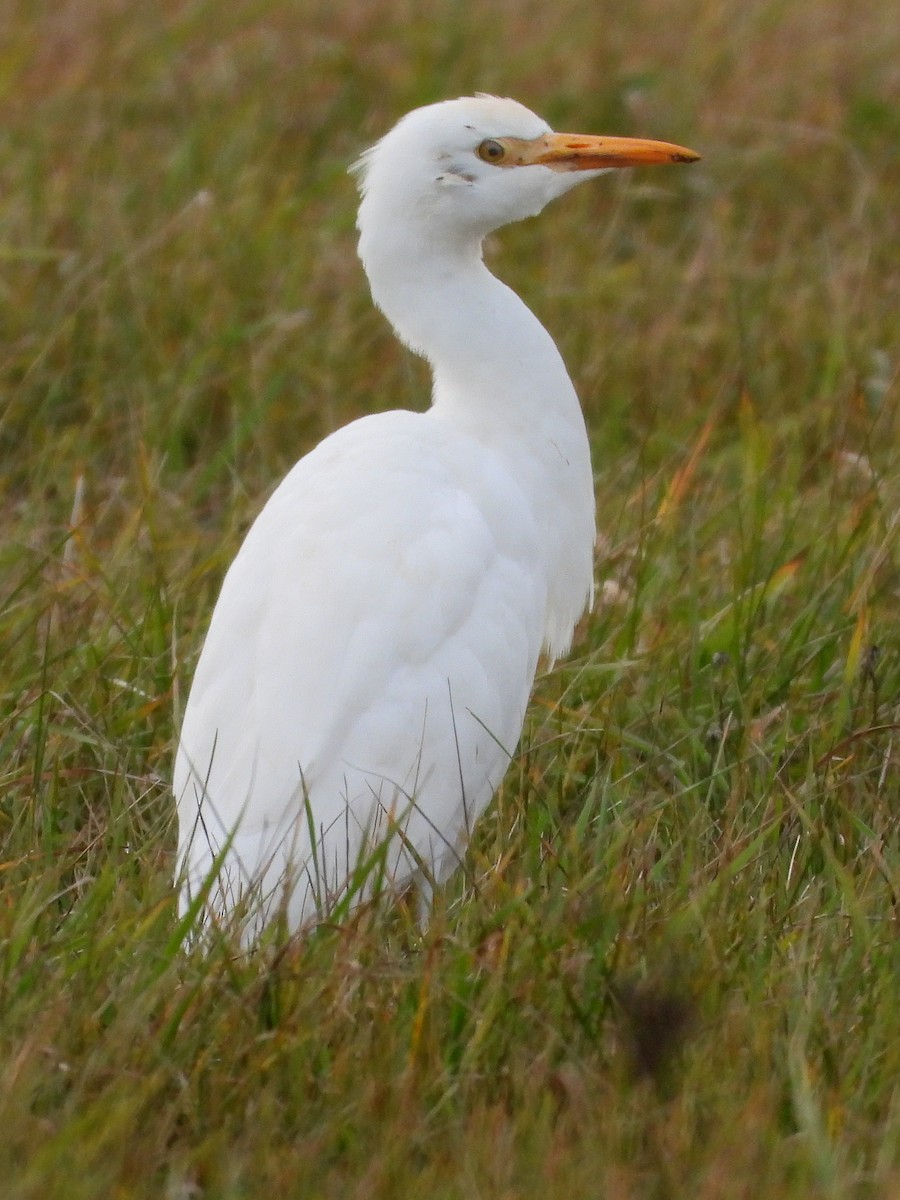 ニシアマサギ - ML644123885