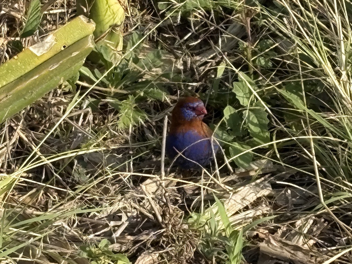 Purple Grenadier - ML644123902