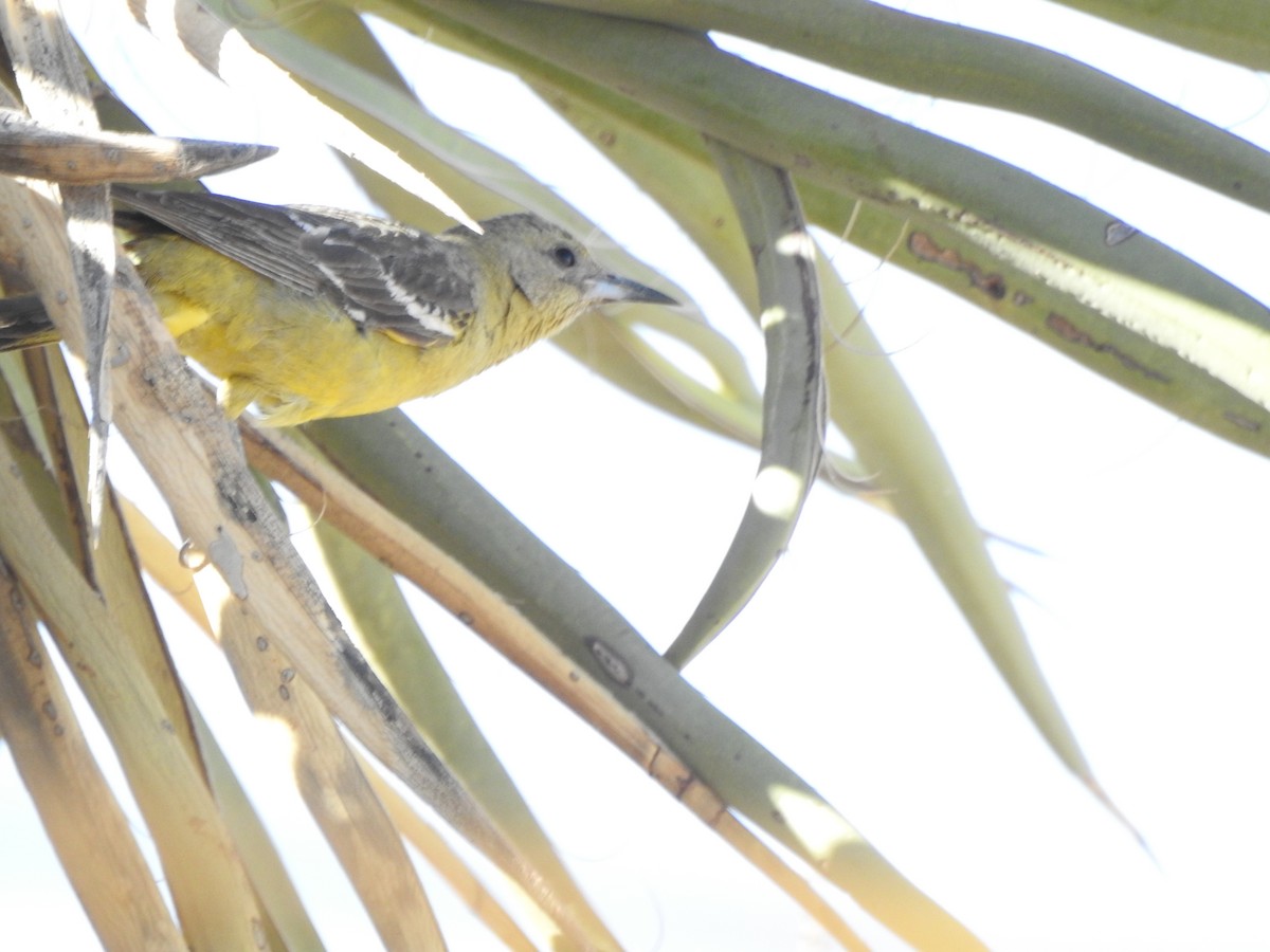 Scott's Oriole - ML644123906