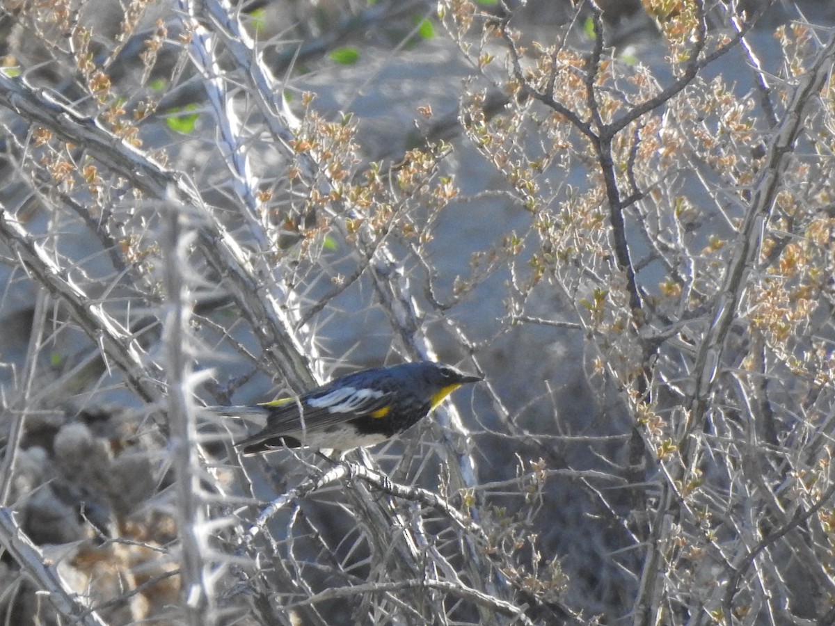 Yellow-rumped Warbler (Audubon's) - ML644123913