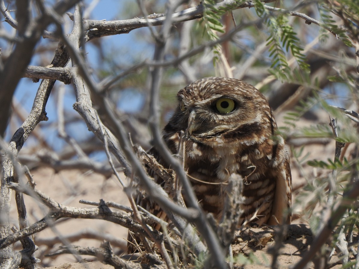 Burrowing Owl - ML644123946