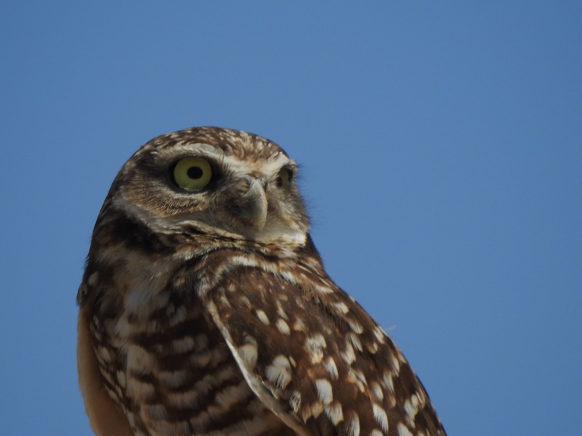 Burrowing Owl - ML644123948