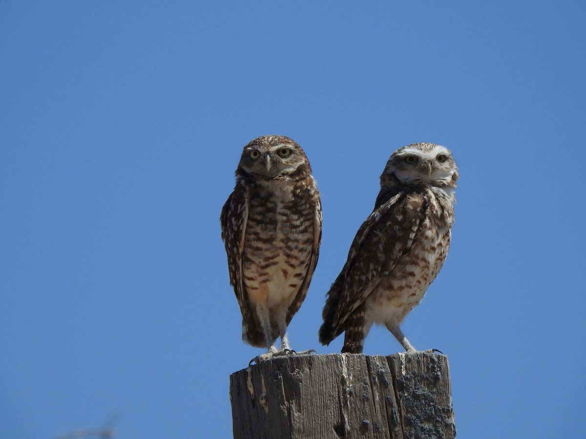 Burrowing Owl - ML644123949