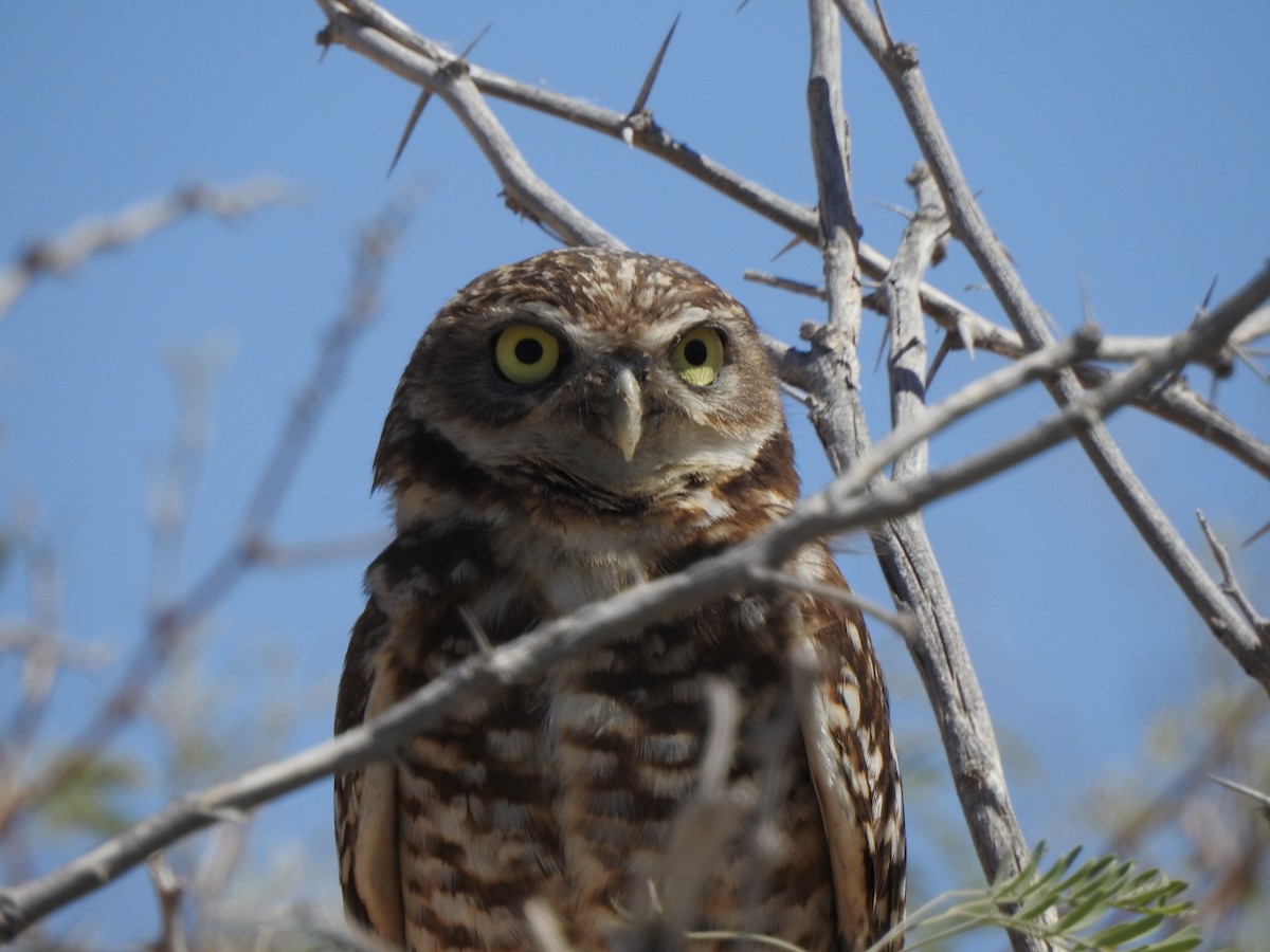 Burrowing Owl - ML644123950