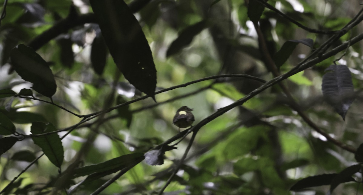 Whiskered Flycatcher (Yellow-rumped) - ML644123987