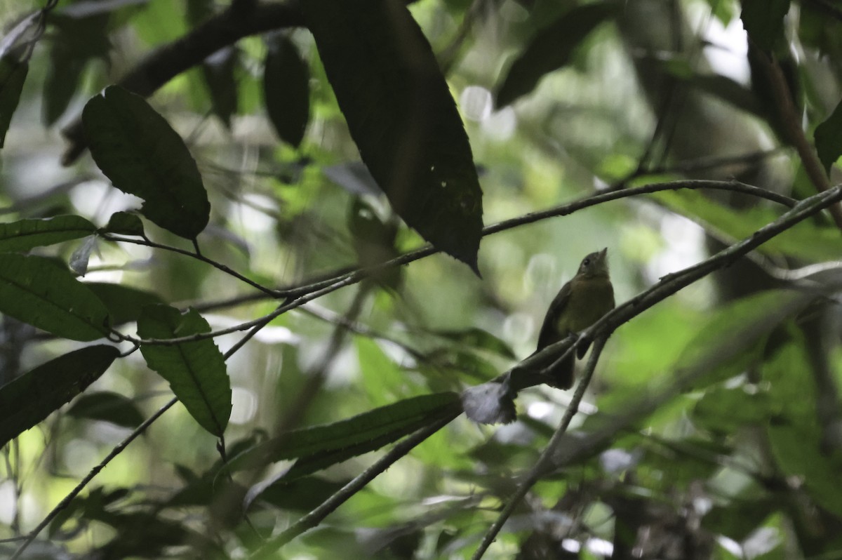 Whiskered Flycatcher (Yellow-rumped) - ML644123988