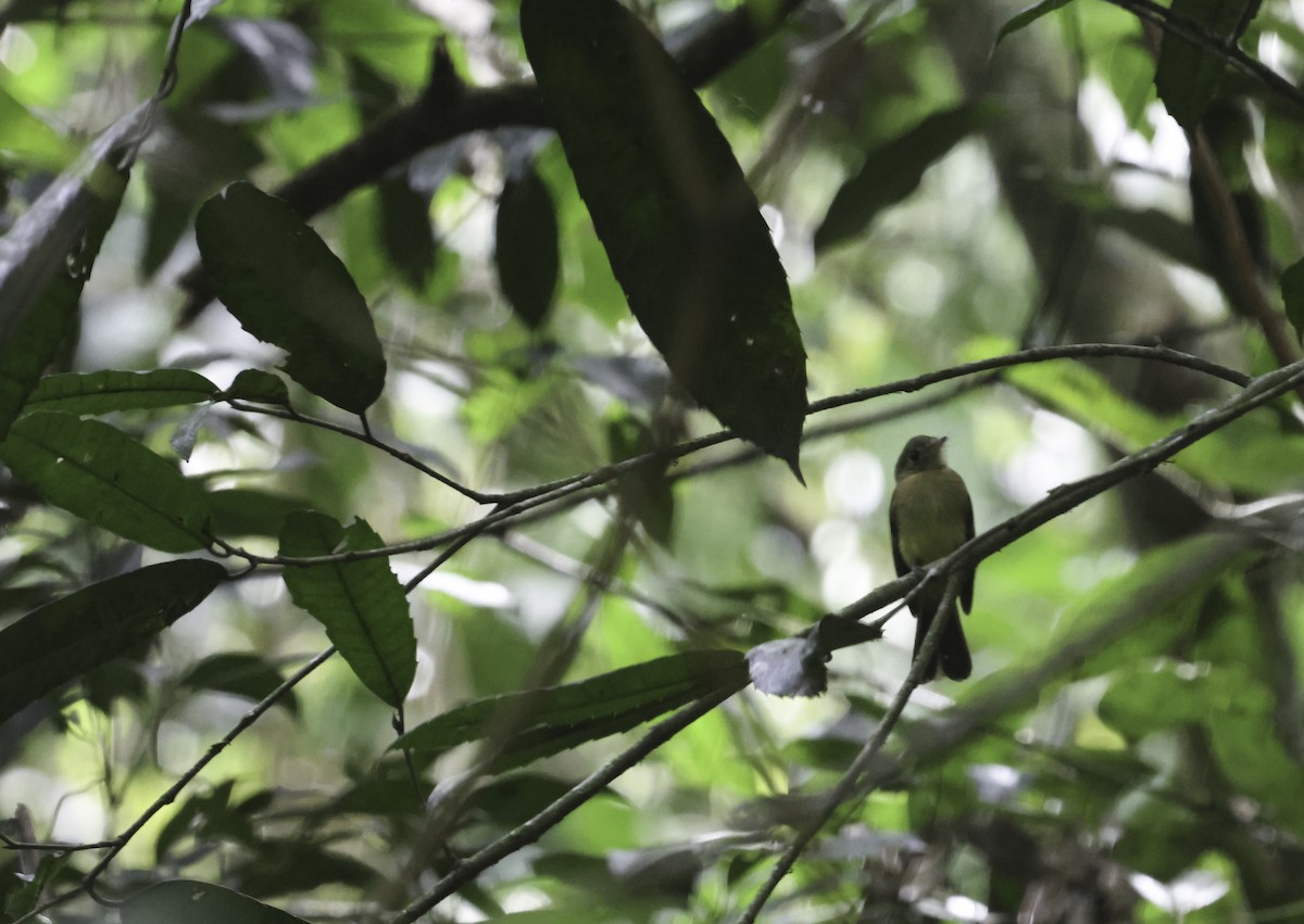 Whiskered Flycatcher (Yellow-rumped) - ML644123989