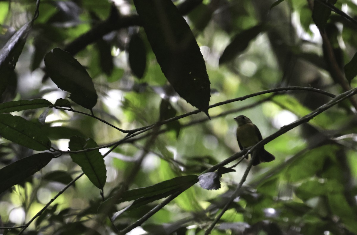Whiskered Flycatcher (Yellow-rumped) - ML644123990