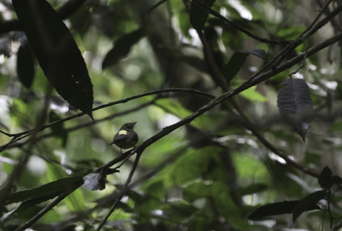 Whiskered Flycatcher (Yellow-rumped) - ML644123991