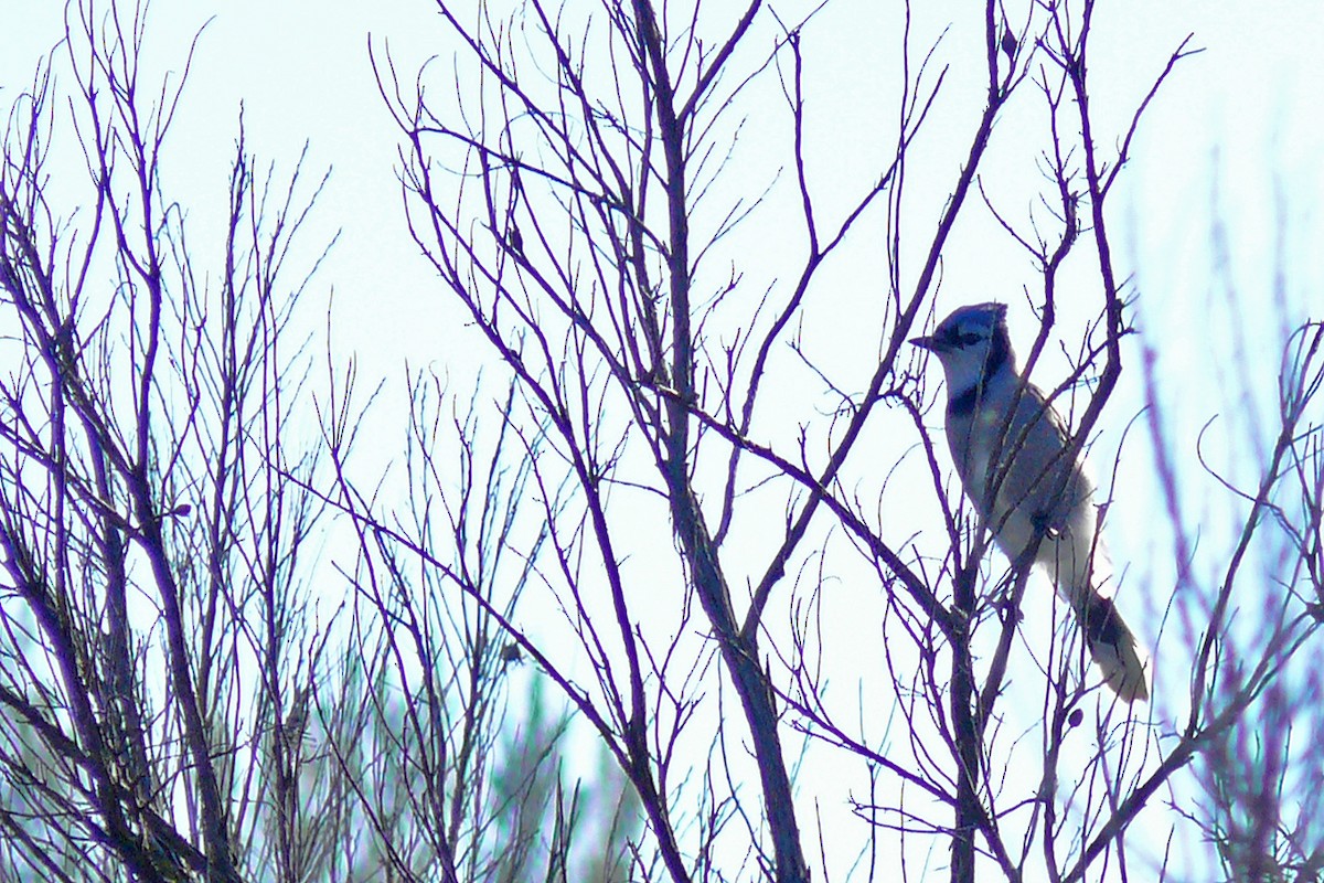 Blue Jay - ML644123998