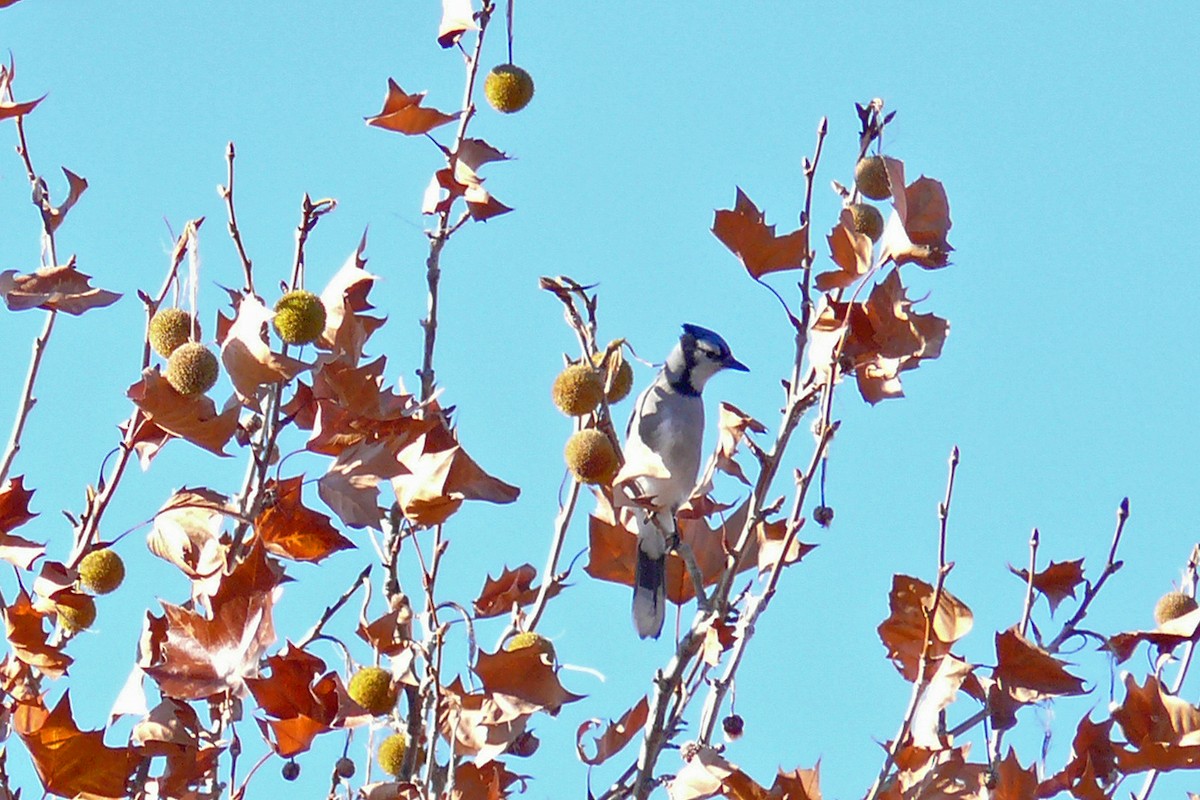 Blue Jay - ML644123999