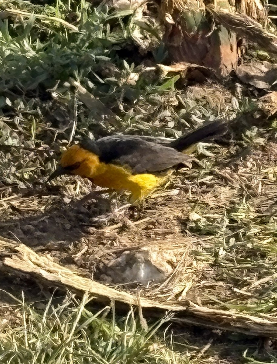 Black-necked Weaver - ML644124012