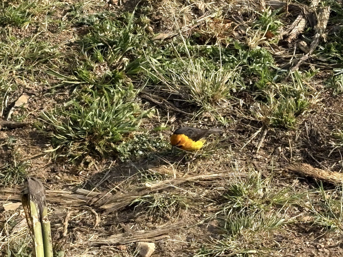 Black-necked Weaver - ML644124013