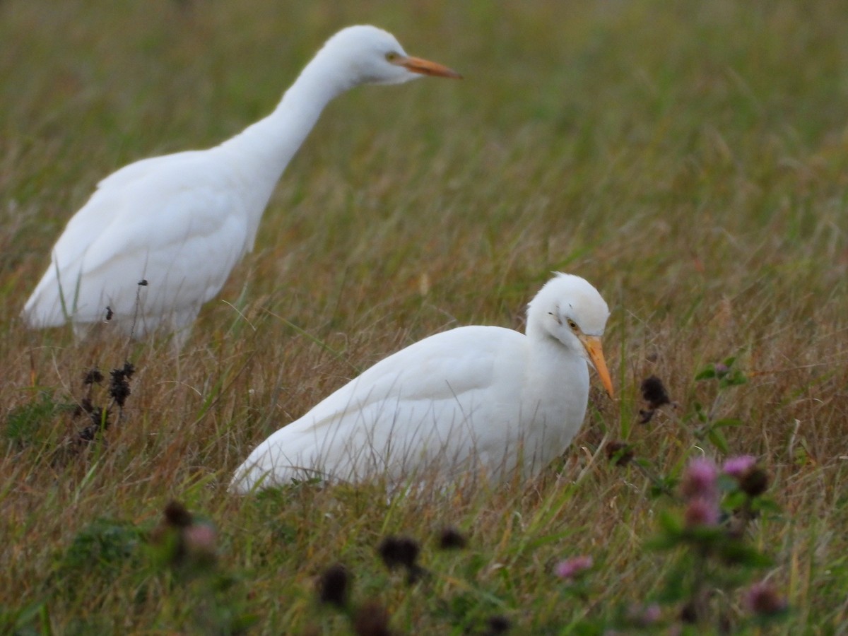 ニシアマサギ - ML644124035