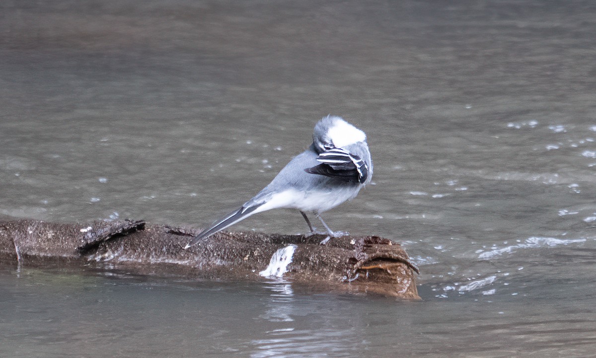 Mountain Wagtail - ML644124039