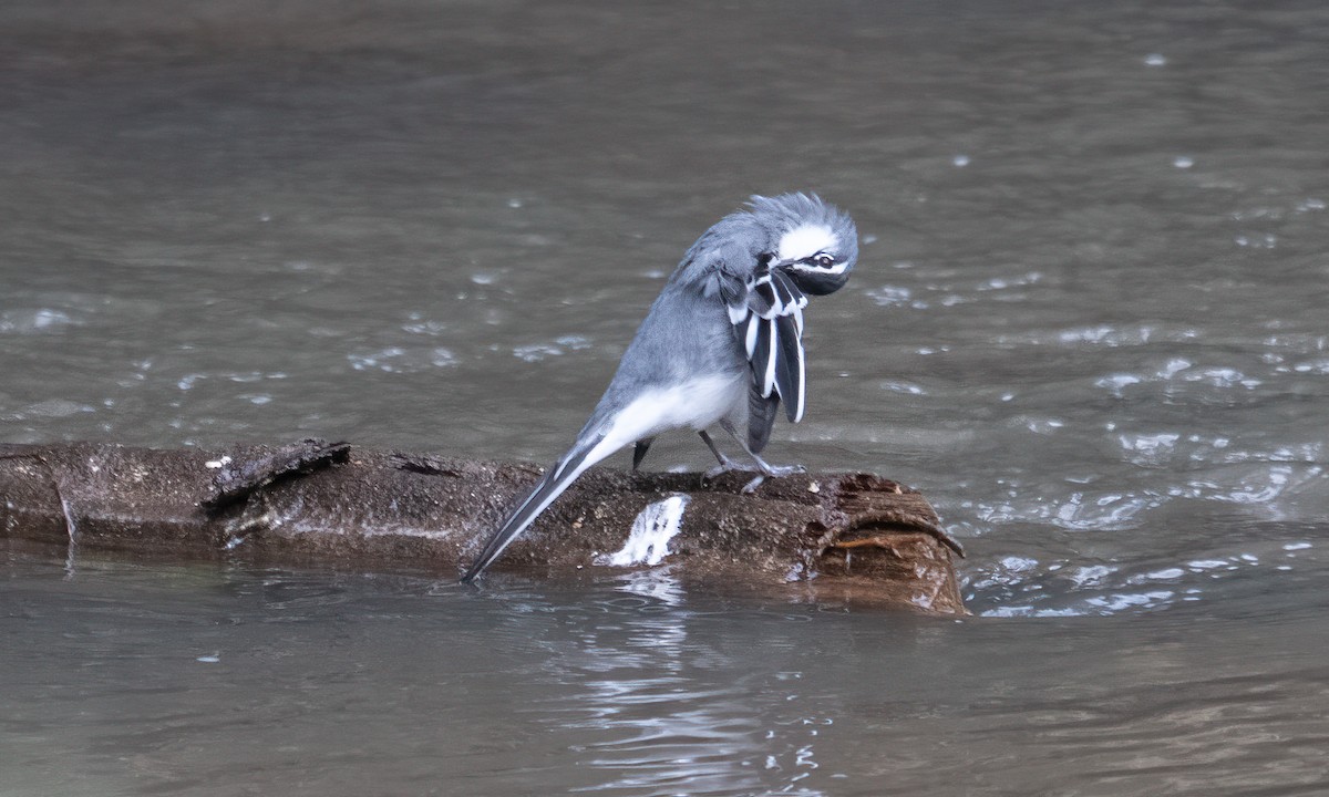 Mountain Wagtail - ML644124040