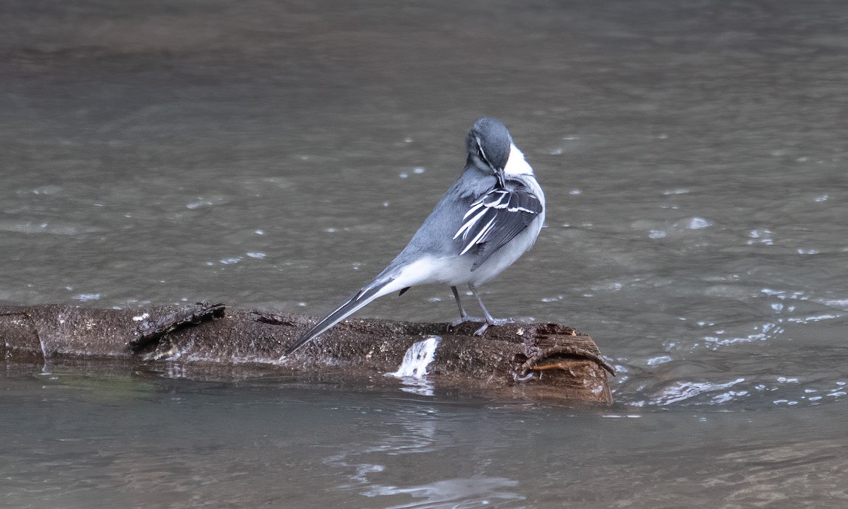 Mountain Wagtail - ML644124041