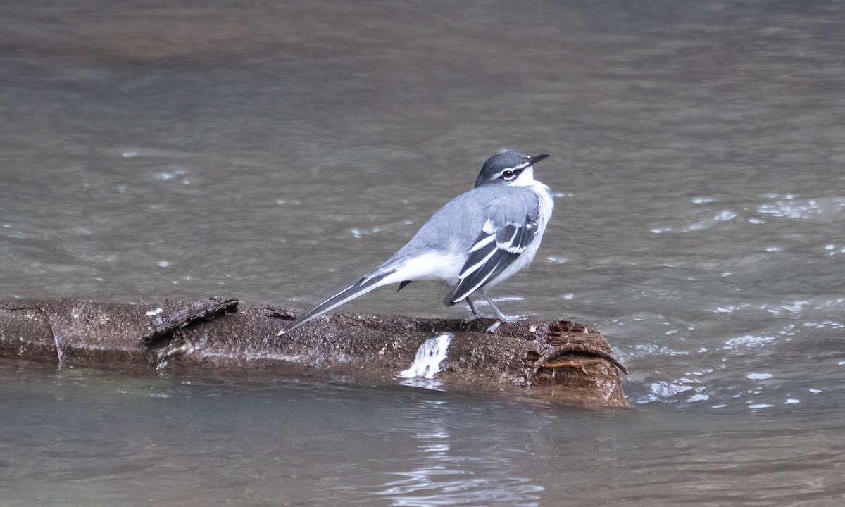 Mountain Wagtail - ML644124042