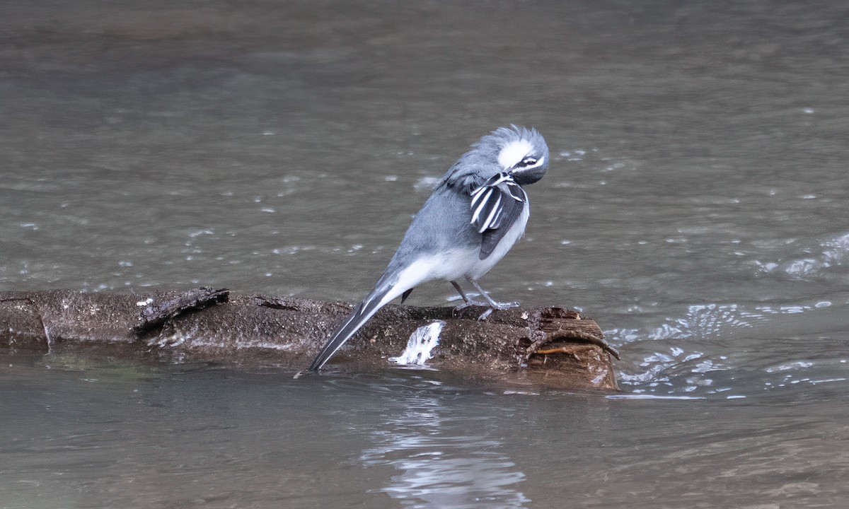 Mountain Wagtail - ML644124043