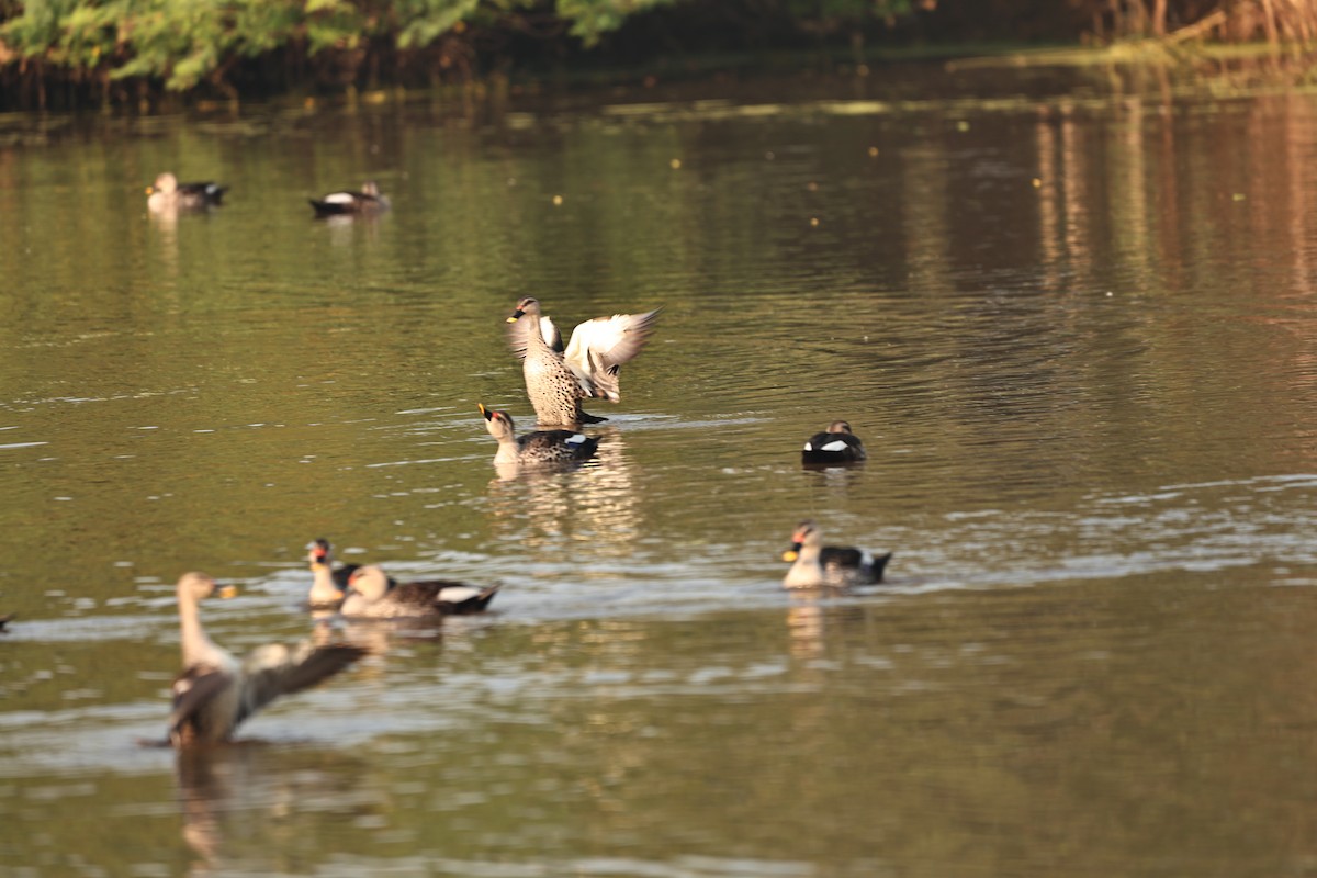 Indian Spot-billed Duck - ML644124044