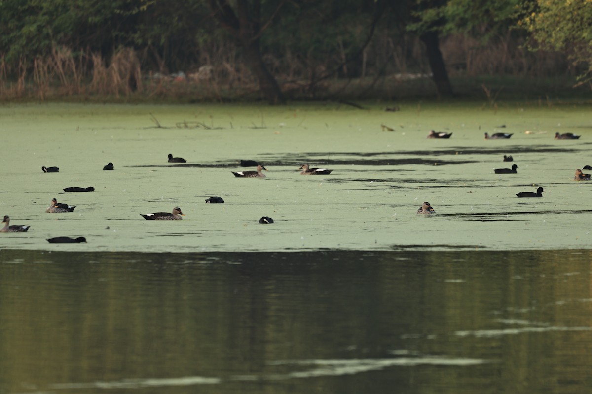Indian Spot-billed Duck - ML644124045