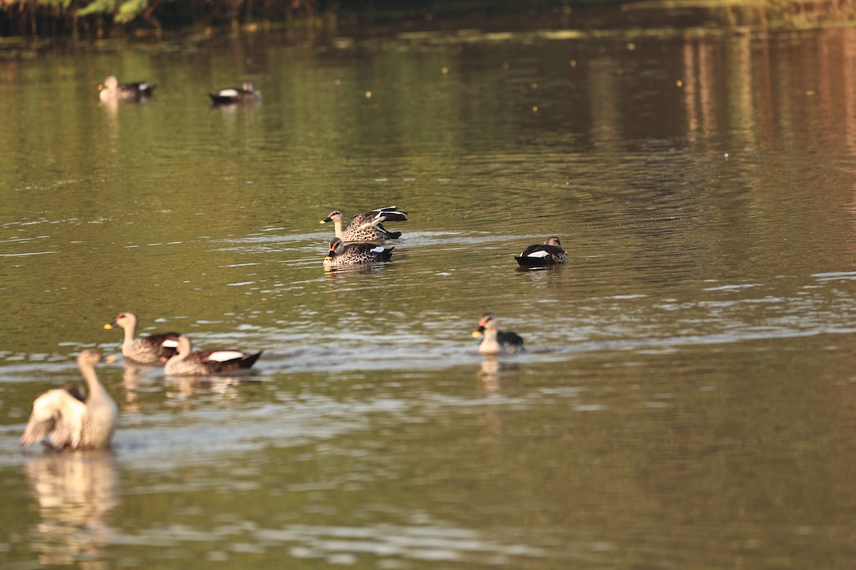 Indian Spot-billed Duck - ML644124046