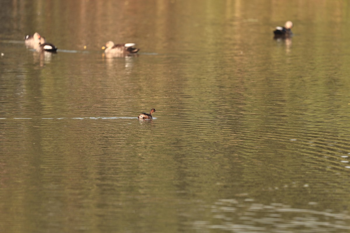 Indian Spot-billed Duck - ML644124047