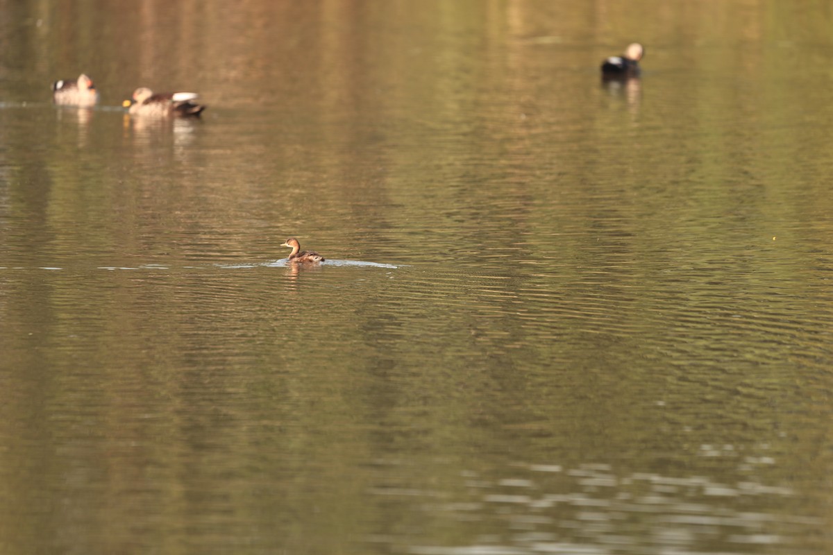 Indian Spot-billed Duck - ML644124048