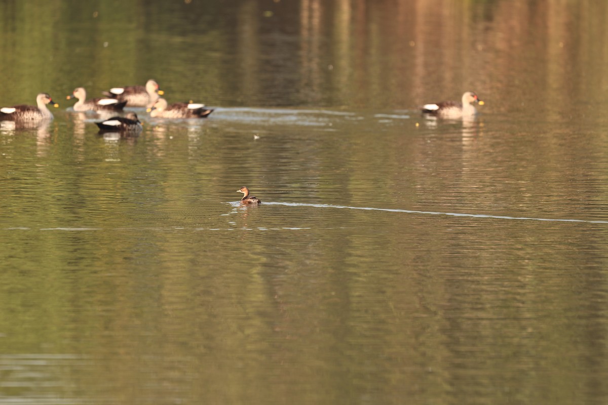Indian Spot-billed Duck - ML644124049