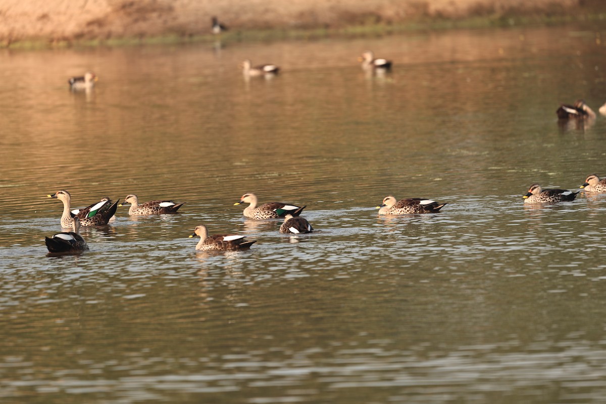 Indian Spot-billed Duck - ML644124050