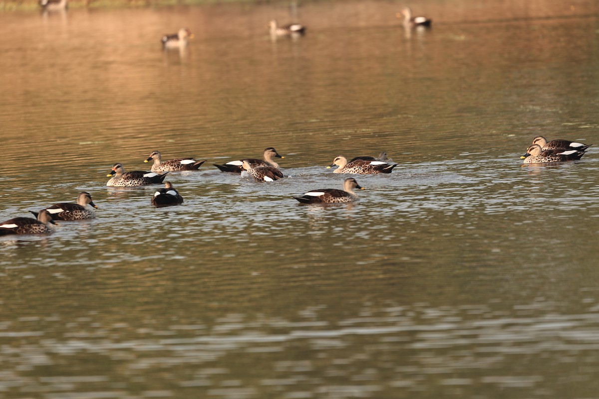 Indian Spot-billed Duck - ML644124051