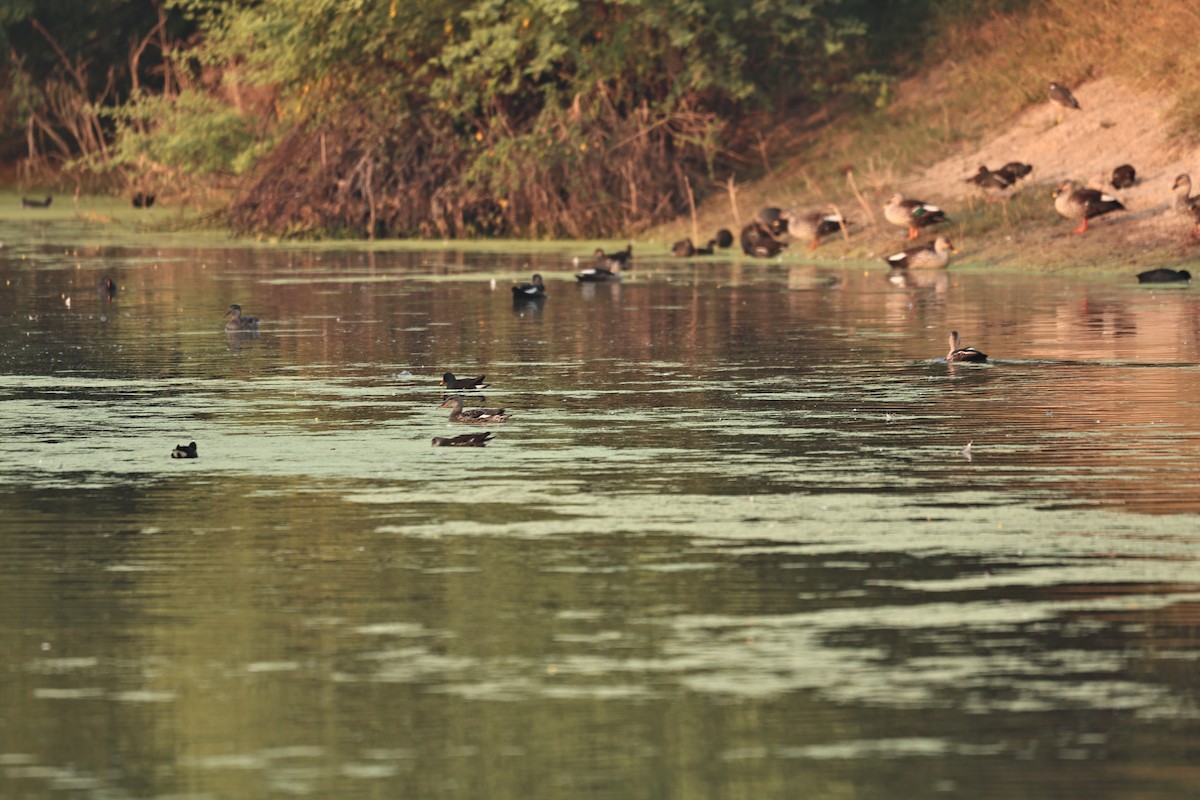 Indian Spot-billed Duck - ML644124052