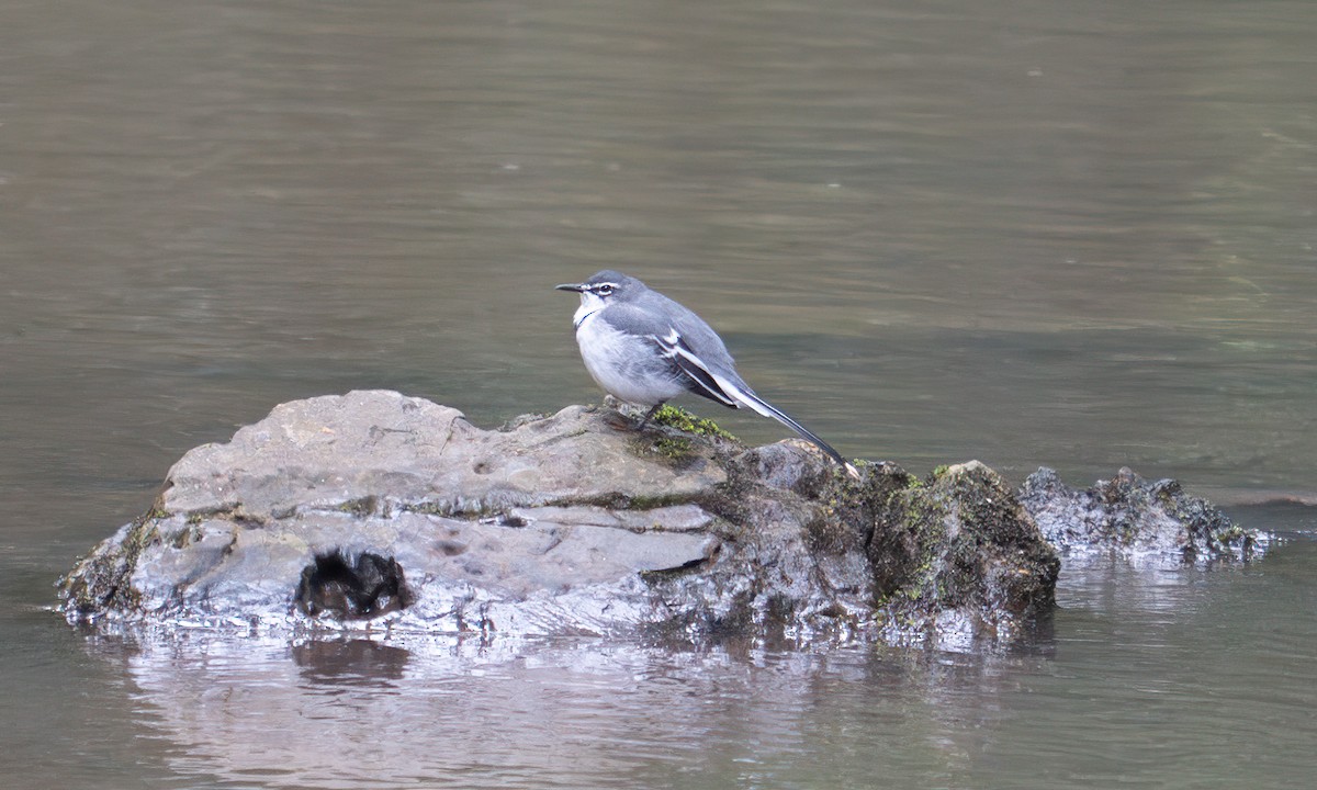 Mountain Wagtail - ML644124073