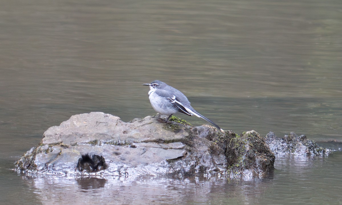 Mountain Wagtail - ML644124074