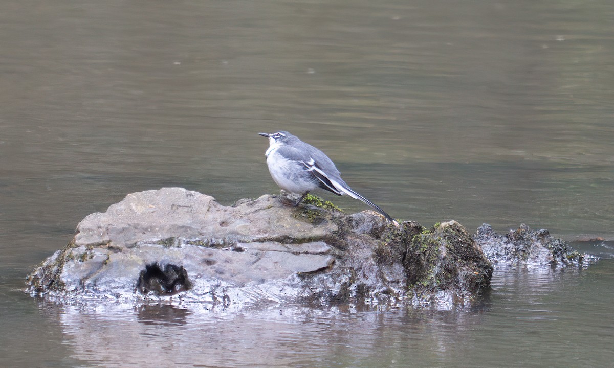 Mountain Wagtail - ML644124075