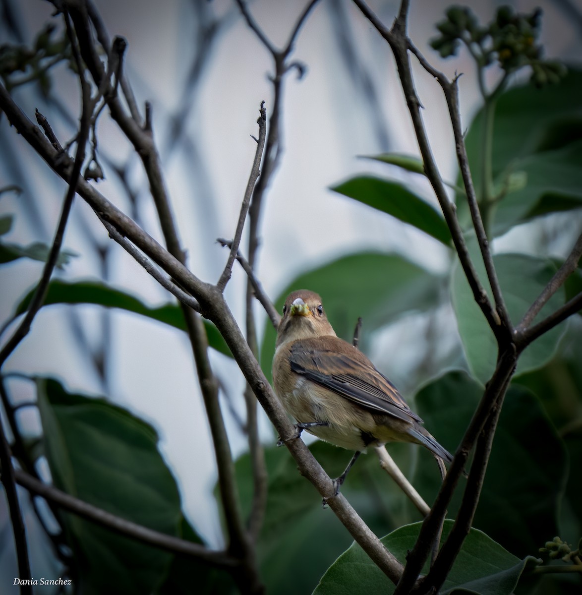 Indigo Bunting - ML644124076