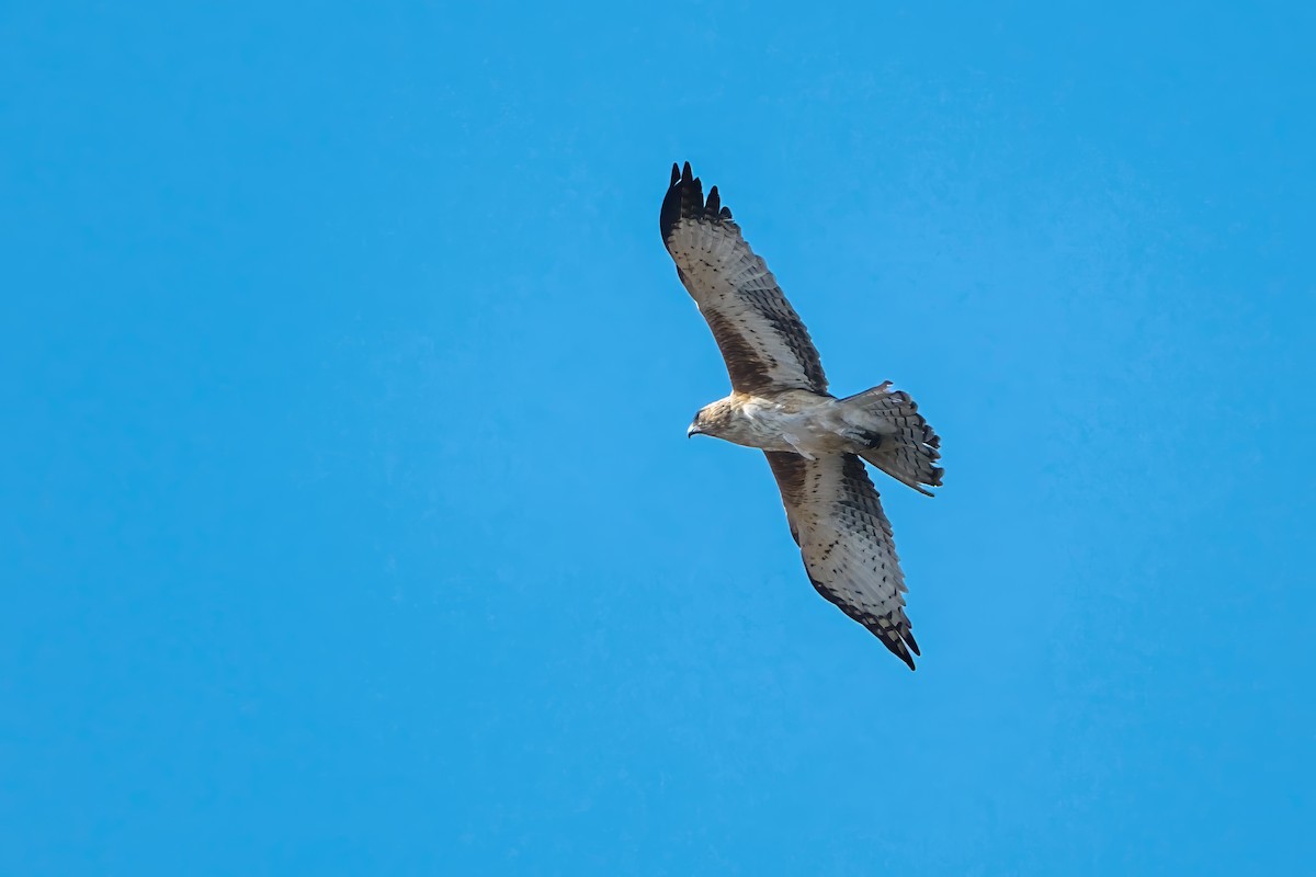 Орел-карлик австралійський - ML644124079