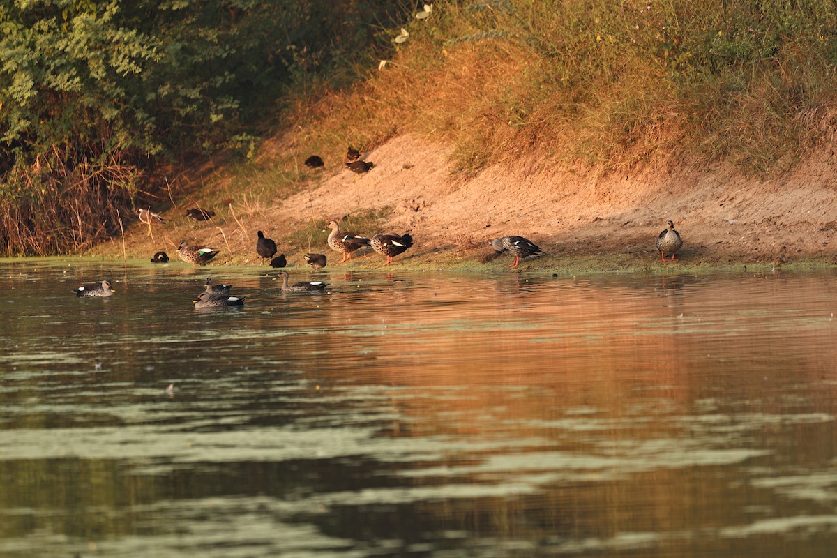 Халзан түнжүүр - ML644124096