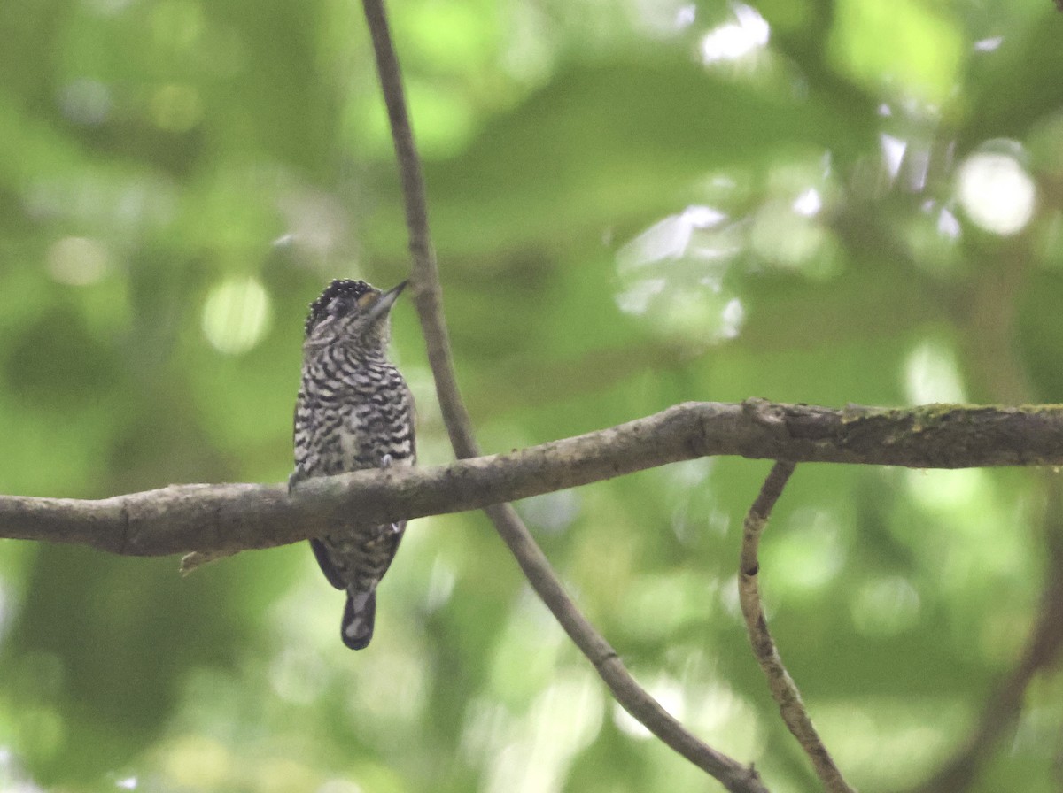 Zebrazwergspecht [cirratus-Gruppe] - ML644124113