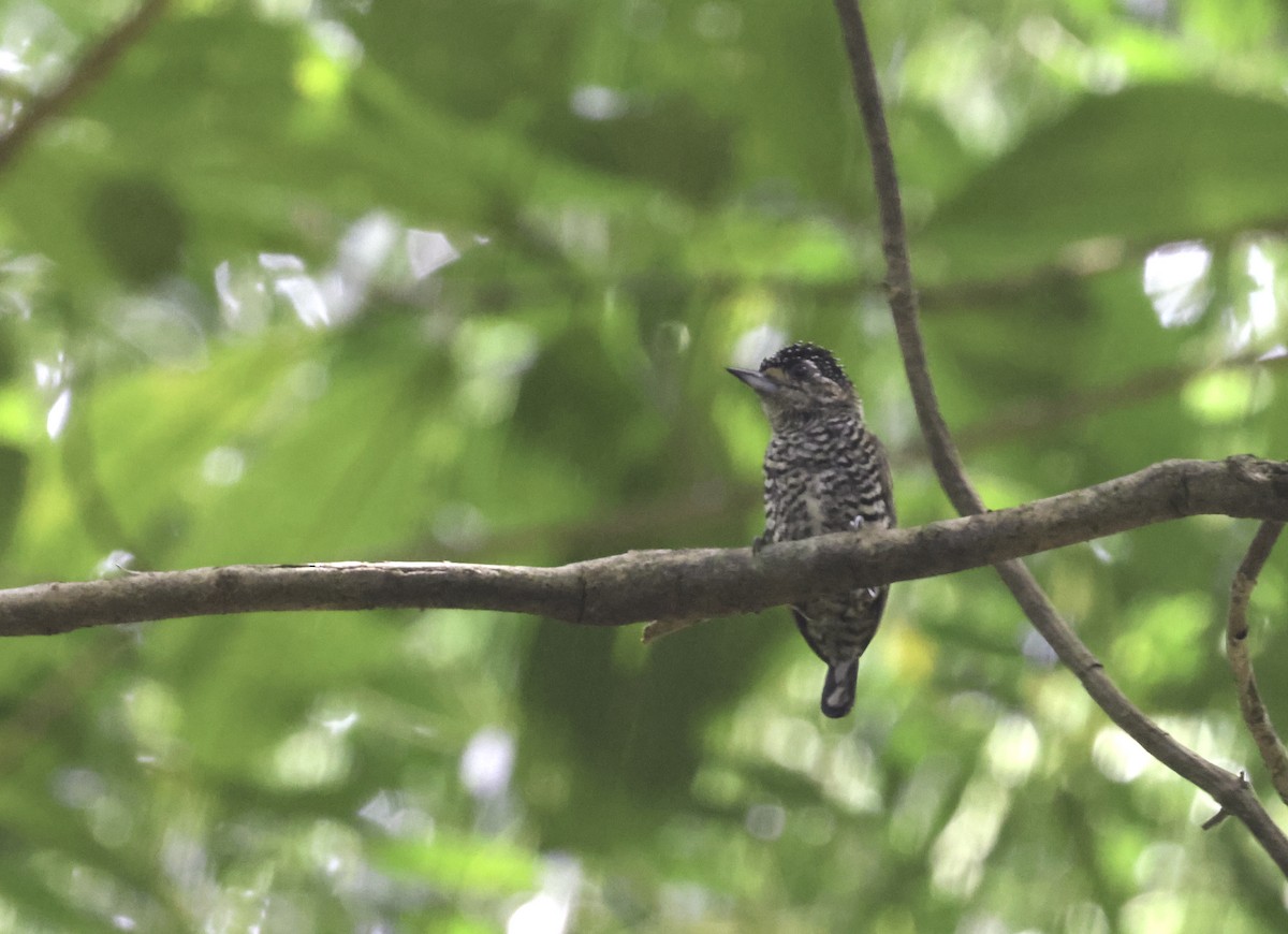 Zebrazwergspecht [cirratus-Gruppe] - ML644124114